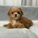 Simona-female-maltipoo-puppy-for-sale-1 (1)