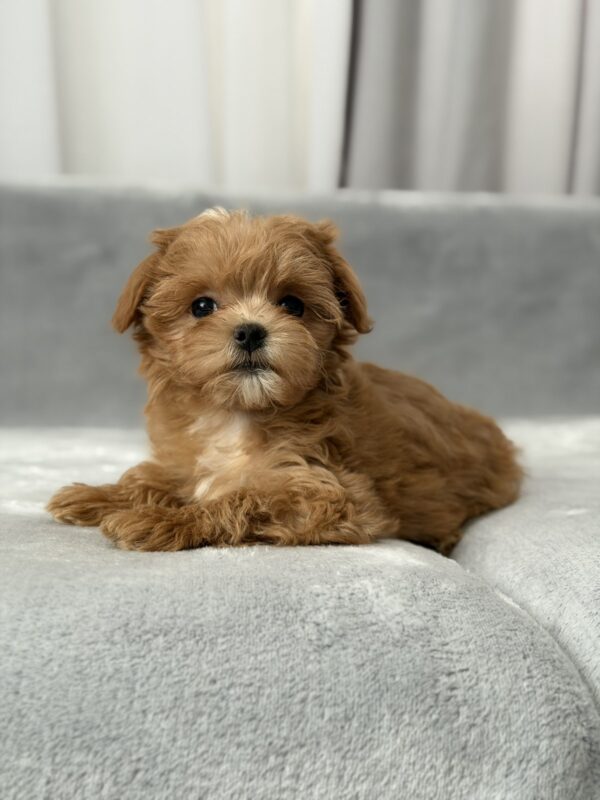 Simona Maltipoo Simona Maltipoo