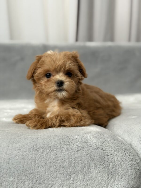 Simona Maltipoo Simona Maltipoo