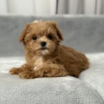 Simona-female-maltipoo-puppy-for-sale-1 (3)