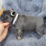 Sphinx-male-french-bulldog-puppy-for-sale-1 (1)