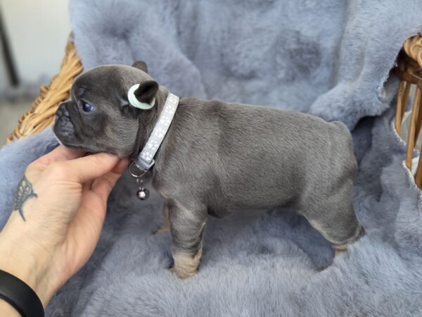 Sphinx French Bulldog Sphinx French Bulldog