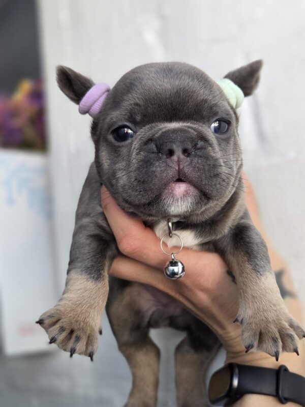 Sphinx French Bulldog Sphinx French Bulldog