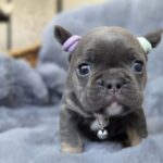 Sphinx-male-french-bulldog-puppy-for-sale-1 (3)