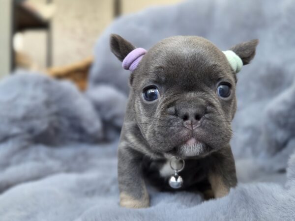 Sphinx French Bulldog Sphinx French Bulldog