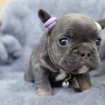 Sphinx-male-french-bulldog-puppy-for-sale-1 (4)