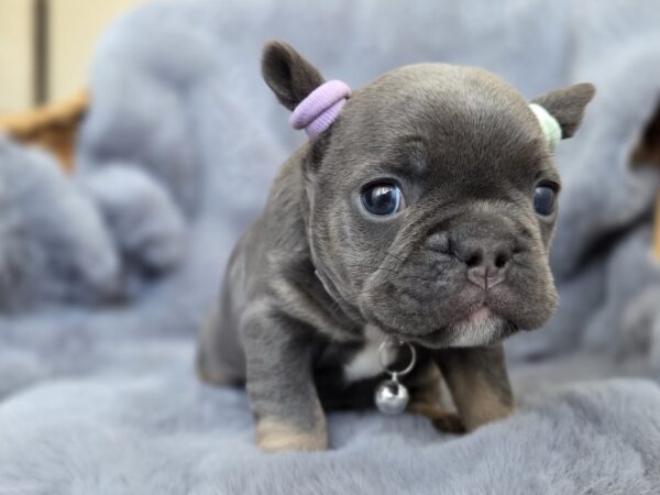 Sphinx French Bulldog Sphinx French Bulldog