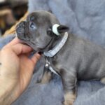 Sphinx-male-french-bulldog-puppy-for-sale-1 (5)
