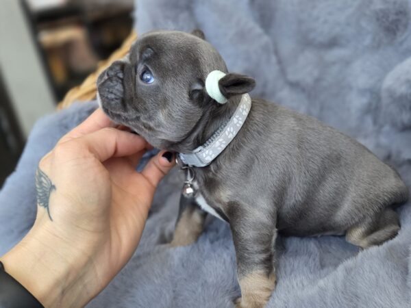 Sphinx French Bulldog Sphinx French Bulldog