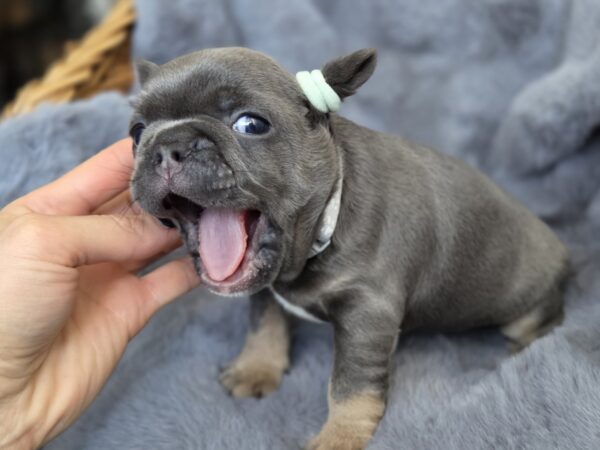 Sphinx French Bulldog Sphinx French Bulldog