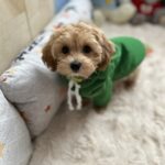 Sunny-female-maltipoo-puppy-for-sale-1 (1)