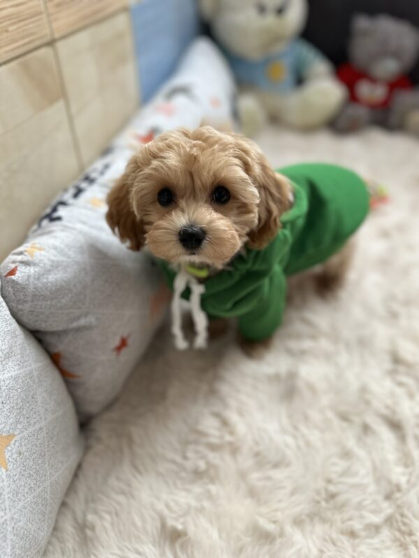 Sunny Maltipoo Sunny Maltipoo