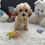 Sunny-female-maltipoo-puppy-for-sale-1 (2)