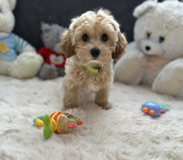 Sunny Maltipoo Sunny Maltipoo