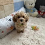 Sunny-female-maltipoo-puppy-for-sale-1 (3)