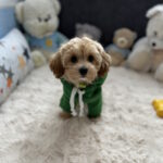 Sunny-female-maltipoo-puppy-for-sale-1 (4)