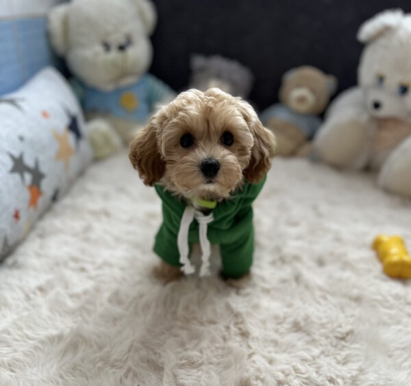 Sunny Maltipoo Sunny Maltipoo