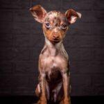 TARGARYEN-male-Prague-Ratter-puppy-for-sale-1