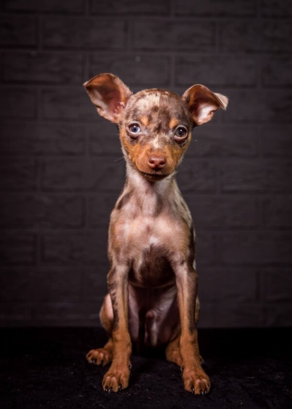 Targaryen | Purebred, healthy Prague Ratter puppy for sale | NewDoggy.com