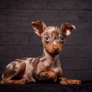 Targaryen Prague Ratter Targaryen Prague Ratter