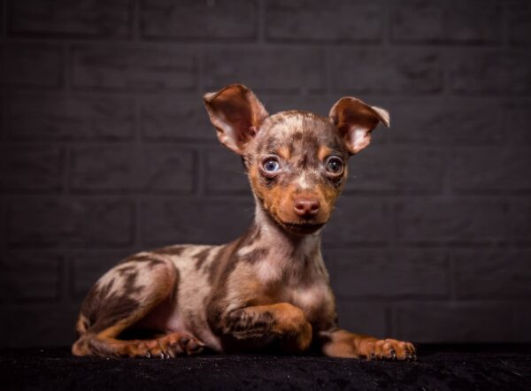 Targaryen Prague Ratter Targaryen Prague Ratter