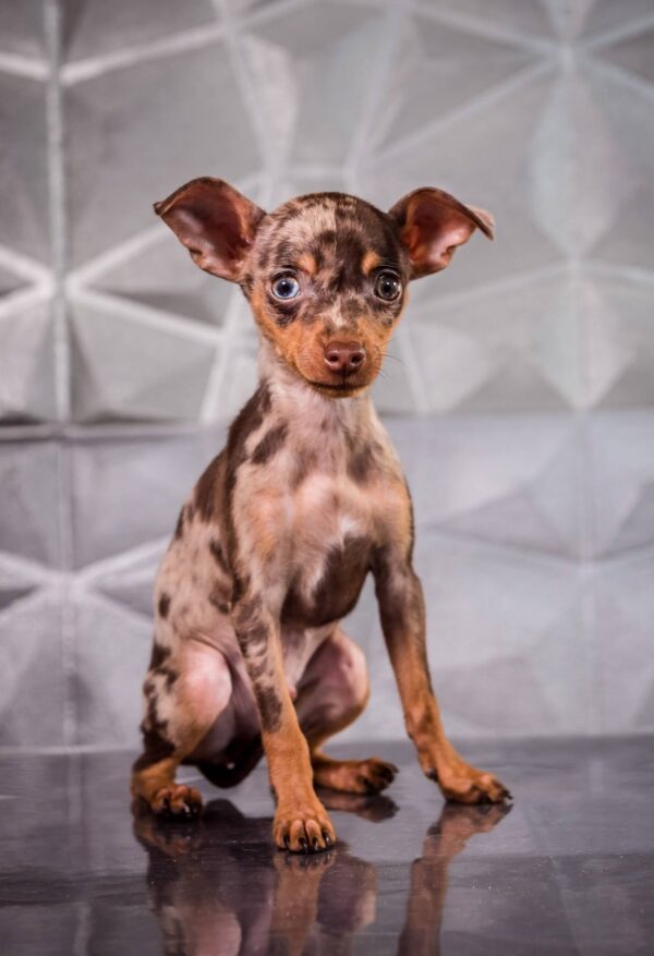 Targaryen Prague Ratter Targaryen Prague Ratter