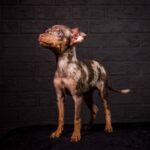 TARGARYEN-male-Prague-Ratter-puppy-for-sale-4