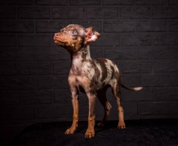 Targaryen Prague Ratter Targaryen Prague Ratter