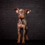 TARGARYEN-male-Prague-Ratter-puppy-for-sale-5