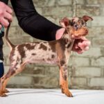 TARGARYEN-male-Prague-Ratter-puppy-for-sale-6