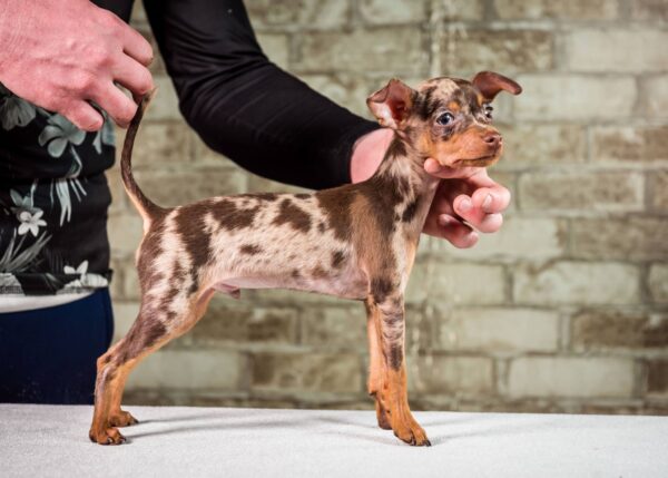 Targaryen Prague Ratter Targaryen Prague Ratter