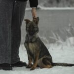 Temis-female-German-shepherd-puppy-for-sale-1 (1)