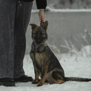 Temis German Shepherd Temis German Shepherd