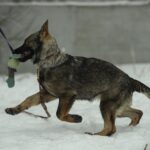 Temis-female-German-shepherd-puppy-for-sale-1 (2)