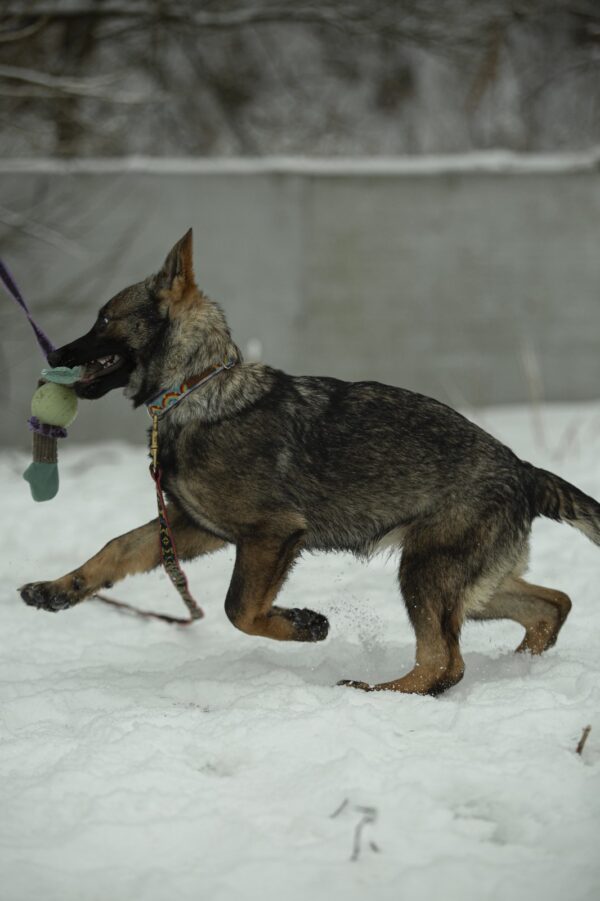 Temis German Shepherd Temis German Shepherd