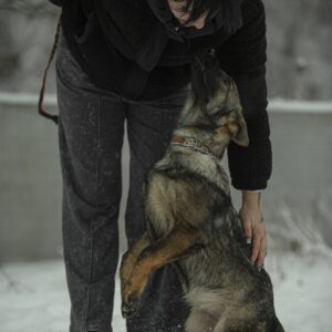 Temis German Shepherd Temis German Shepherd