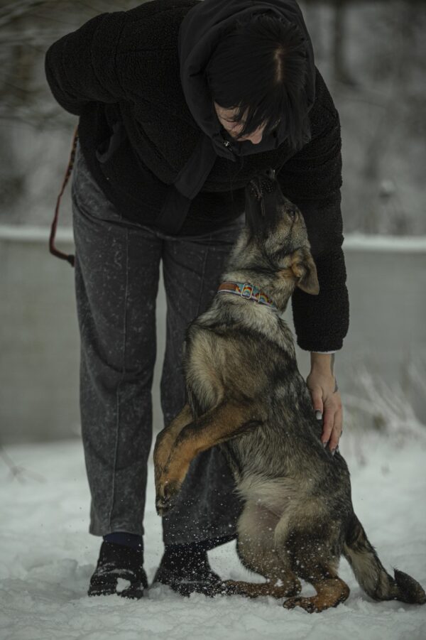 Temis German Shepherd Temis German Shepherd