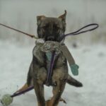 Temis-female-German-shepherd-puppy-for-sale-1 (4)