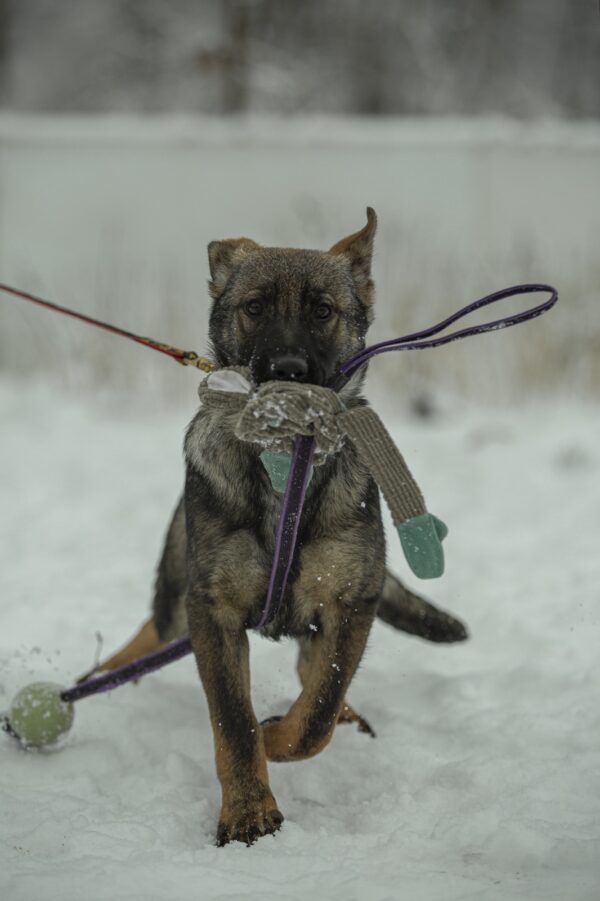 Temis German Shepherd Temis German Shepherd