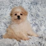 Theona-female-pomapoo-puppy-for-sale-1 (1)