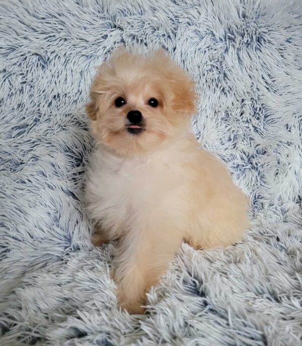 Theona Pomapoo Theona Pomapoo