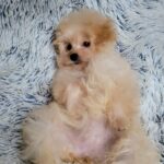 Theona-female-pomapoo-puppy-for-sale-1 (3)