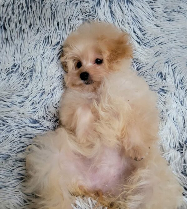 Theona Pomapoo Theona Pomapoo