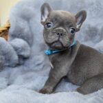 Timon-male-french-bulldog-puppy-for-sale-1 (1)