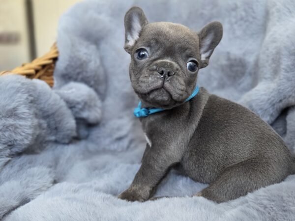 Timon French Bulldog Timon French Bulldog