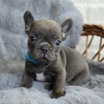 Timon-male-french-bulldog-puppy-for-sale-1 (3)