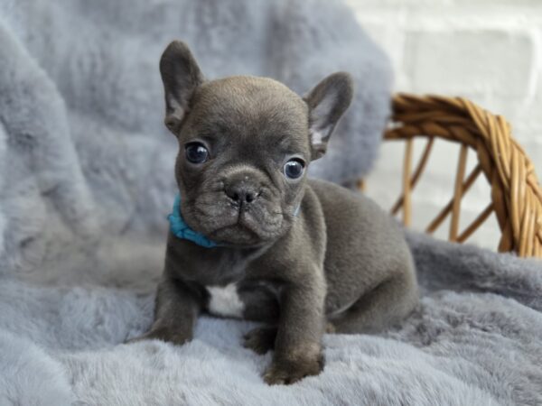 Timon French Bulldog Timon French Bulldog