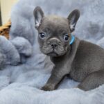 Timon-male-french-bulldog-puppy-for-sale-1 (4)