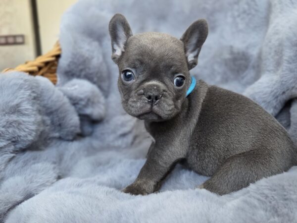 Timon French Bulldog Timon French Bulldog