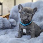 Timon-male-french-bulldog-puppy-for-sale-1 (6)